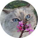 • WhiskerTeaLatte • profile picture
